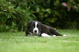 BORDER COLLIE 1215